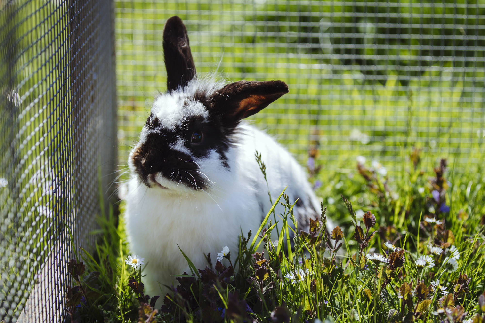 How long do rabbits live Rabbit life span Blue Cross